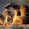 meerkat