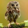 OWL1